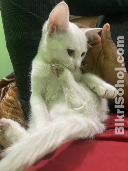 Full white Persian mixed female